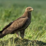 Малый подорлик