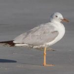 Морской голубок