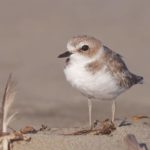 Морской зуек