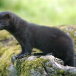 Норка европейская