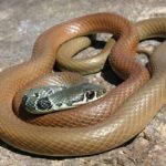 Оливковый полоз