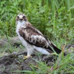 Орел-карлик