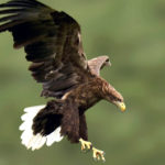 Орлан белохвост