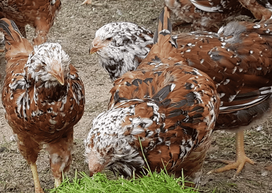 Орловская порода