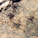 Пещерник кавказский