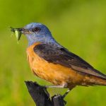 Пёстрый каменный дрозд