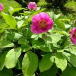 Пион Литвинской