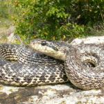 Полоз Палласов