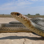 Полоз желтобрюхий (каспийский)