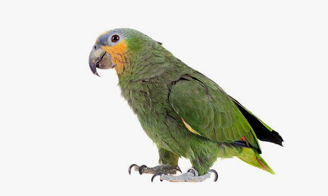 Амазонский попугай — вид сбоку