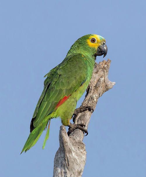 Амазонский попугай - что он ест