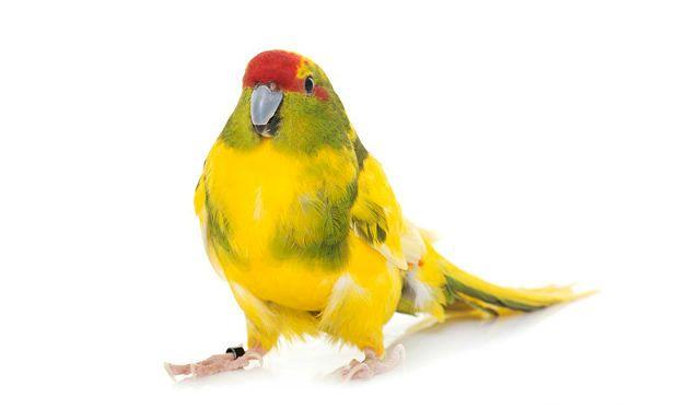 Попугай какарик – воспитание