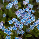 Пупочник Лойки