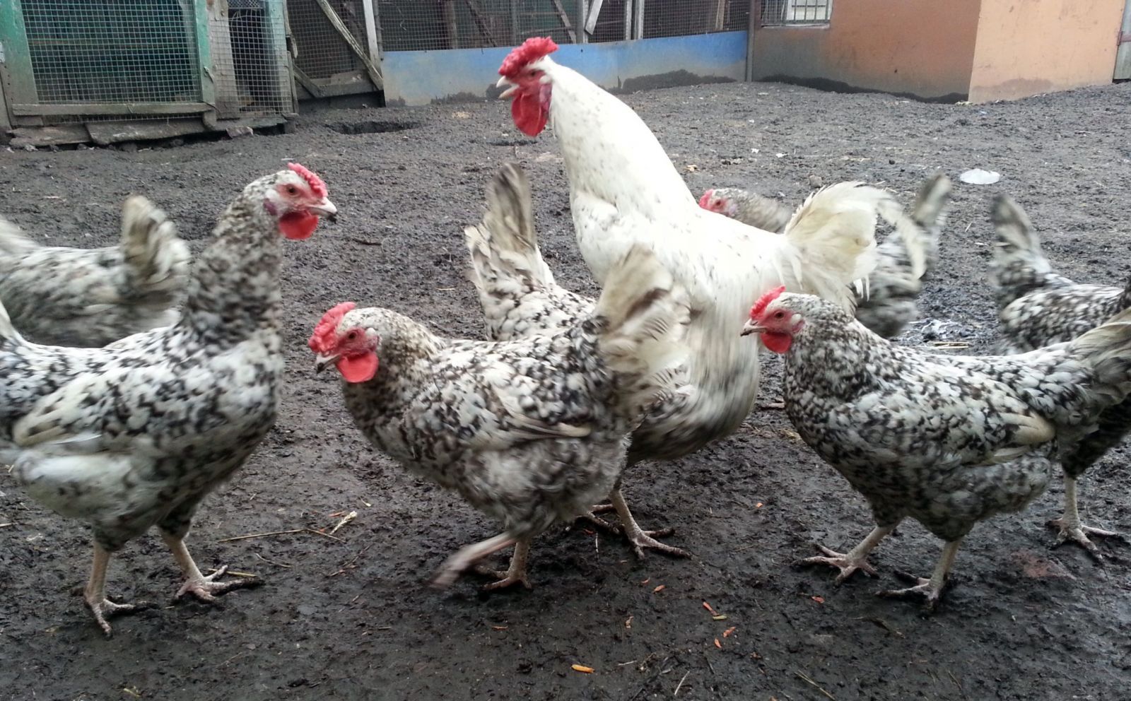 Пушкинская полосатая пестрая