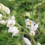 Пыльцеголовник крупноцветковый