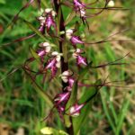 Ремнелепестник козий