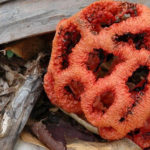 Решеточники красные