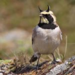 Рогатый жаворонок