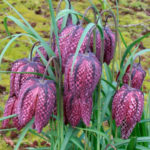 Рябчик шахматовидный