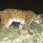 Рысь кавказская