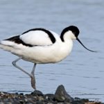 Шилоклювка