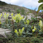 Шлемник новороссийский