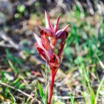 Серапиас сошниковый