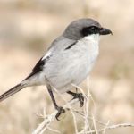 Серый сорокопут