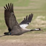 Серый журавль