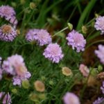 Скабиоза Ольги