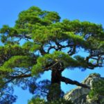 Сосна Пицундская