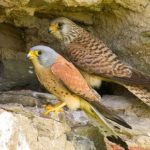 Степная пустельга