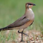 Степная тиркушка