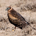 Степной лунь