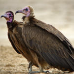 Стервятник