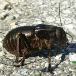 Толстун, или шароглав многобугорчатый