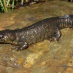 Тритон Карелина