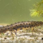 Тритон Ланца (кавказский обыкновенный тритон)