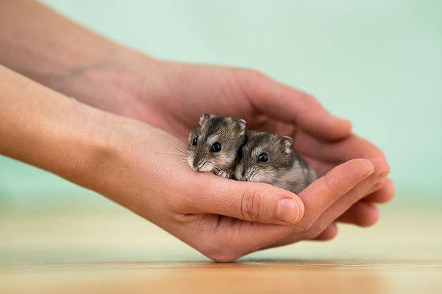 Маленькие джунгары на ладони