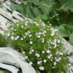 Вероника нителистная