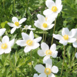 Ветреница лесная