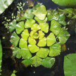 Водяной орех азовский