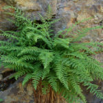 Вудсия ломкая