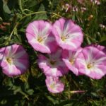 Вьюнок линейный