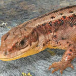 Ящерица Щербака