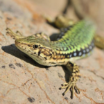 Ящерица альпийская