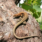 Ящерица артвинская