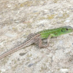 Ящерица полосатая