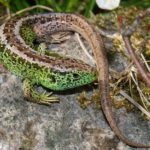 Ящерица средняя