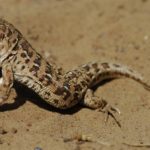 Ящурка разноцветная